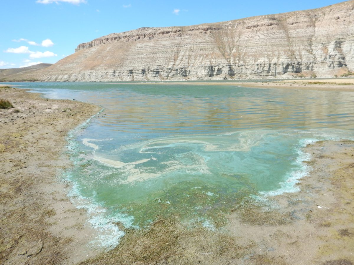 Poisonous blooms once more immediate well being worries, warnings in Wyoming Poisonous blooms once more immediate well being worries, warnings in Wyoming