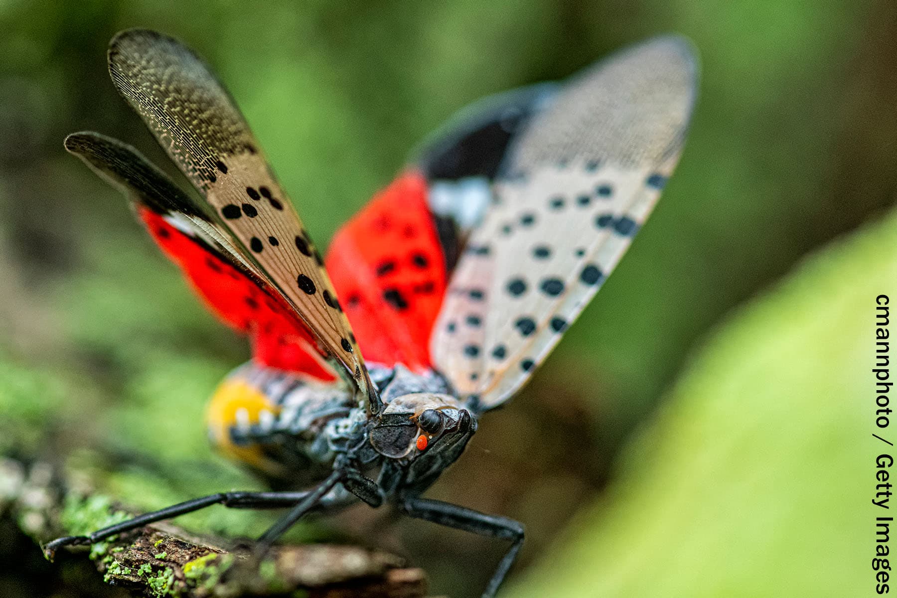 Squash Noticed Lanternflies On Sight, Consultants Urge