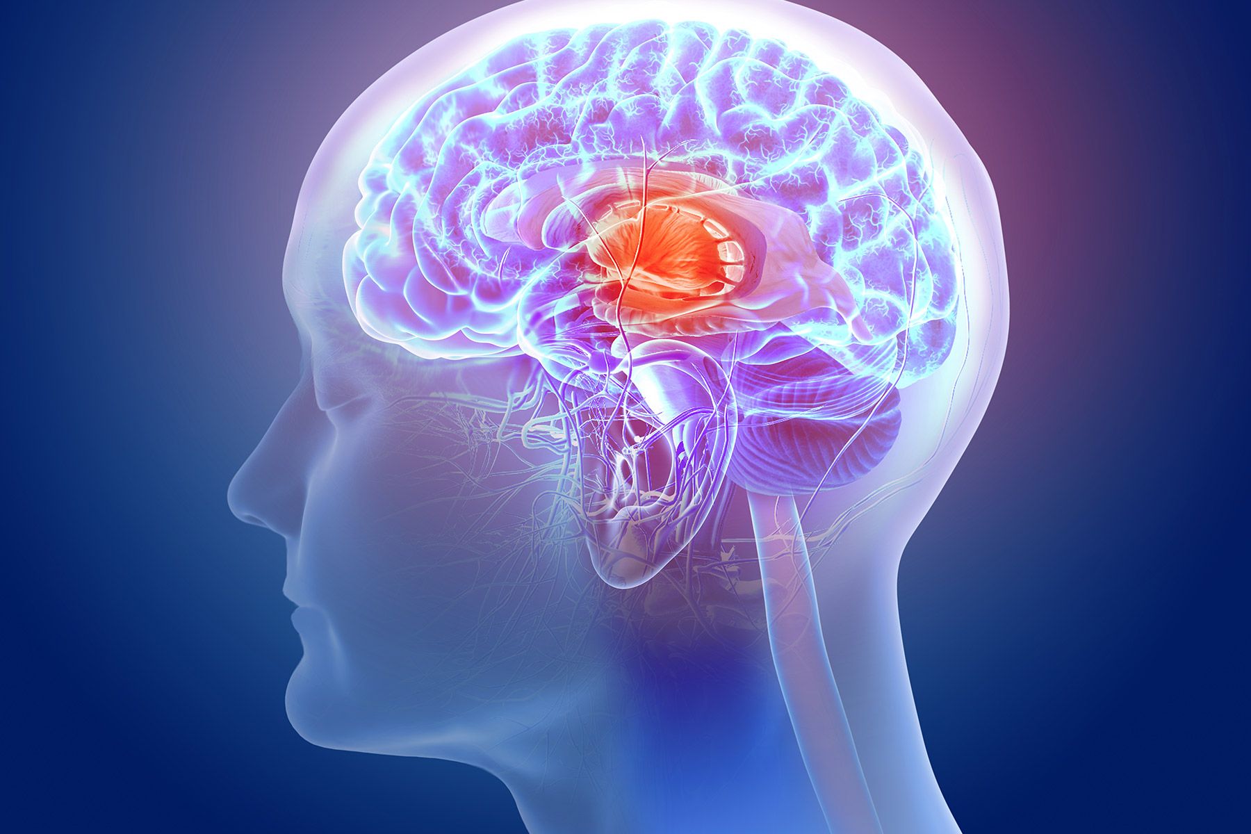 Pc Fashions May Be Subsequent Step in Decoding the Mind