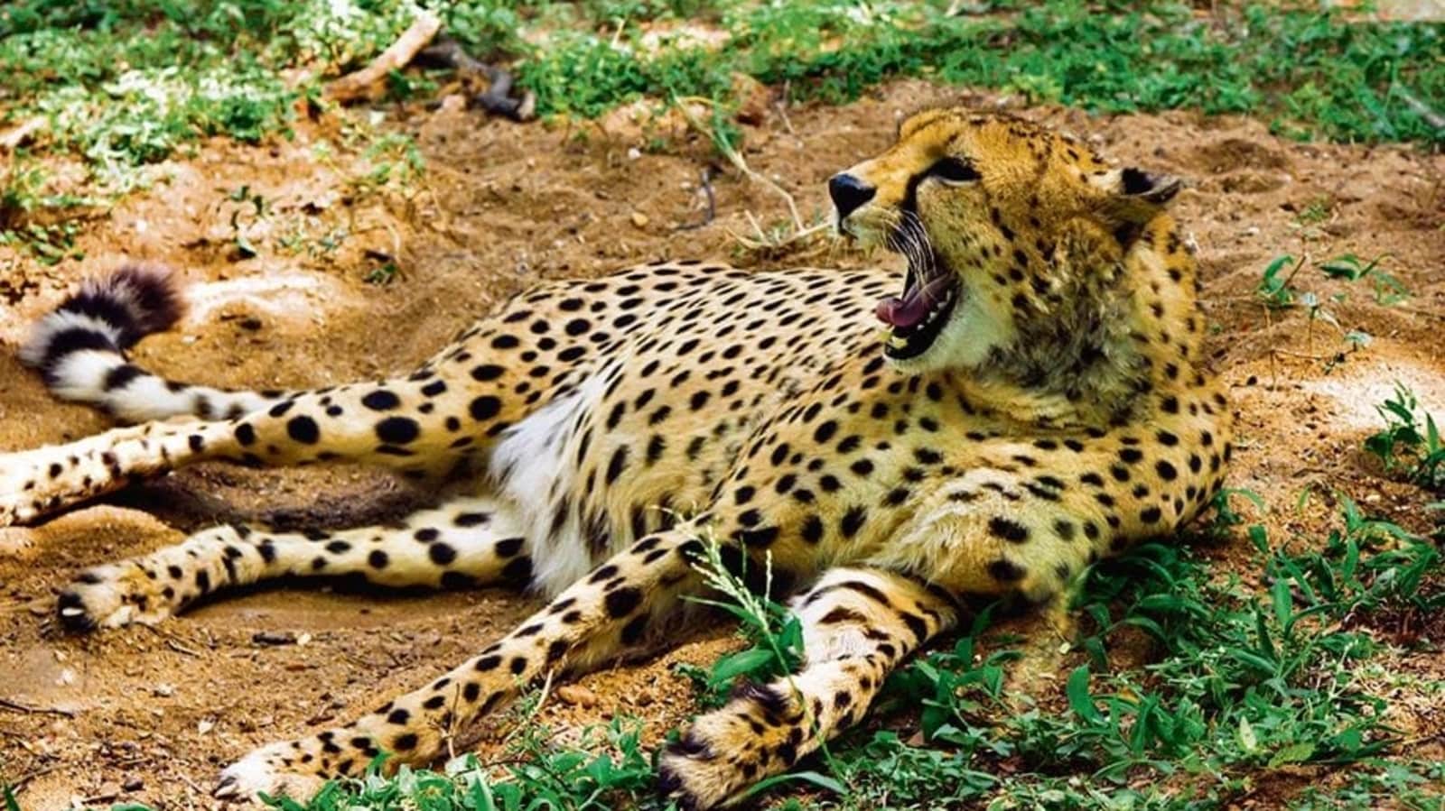 Cheetahs to journey on empty abdomen from Namibia to India | Newest Information India