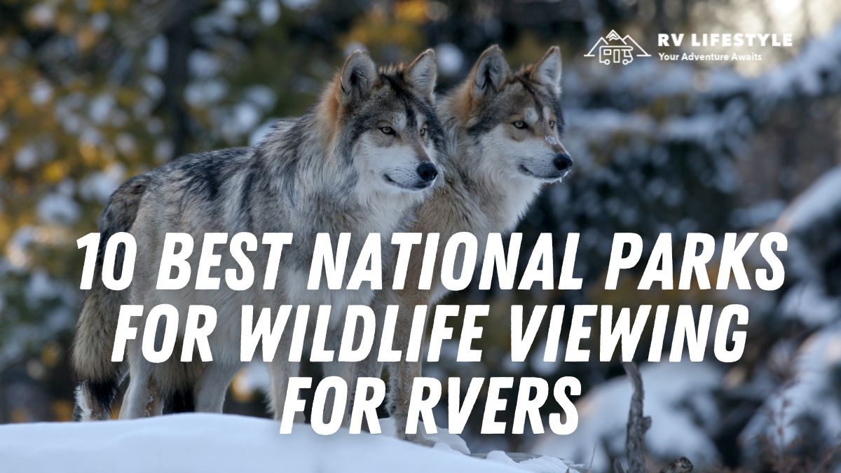 10 Finest Nationwide Parks For Wildlife Viewing For RVers