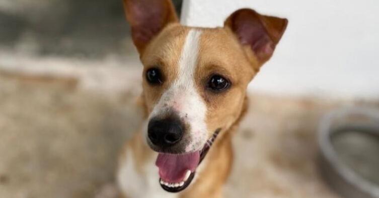 GAIN Pets of the Week | Way of life