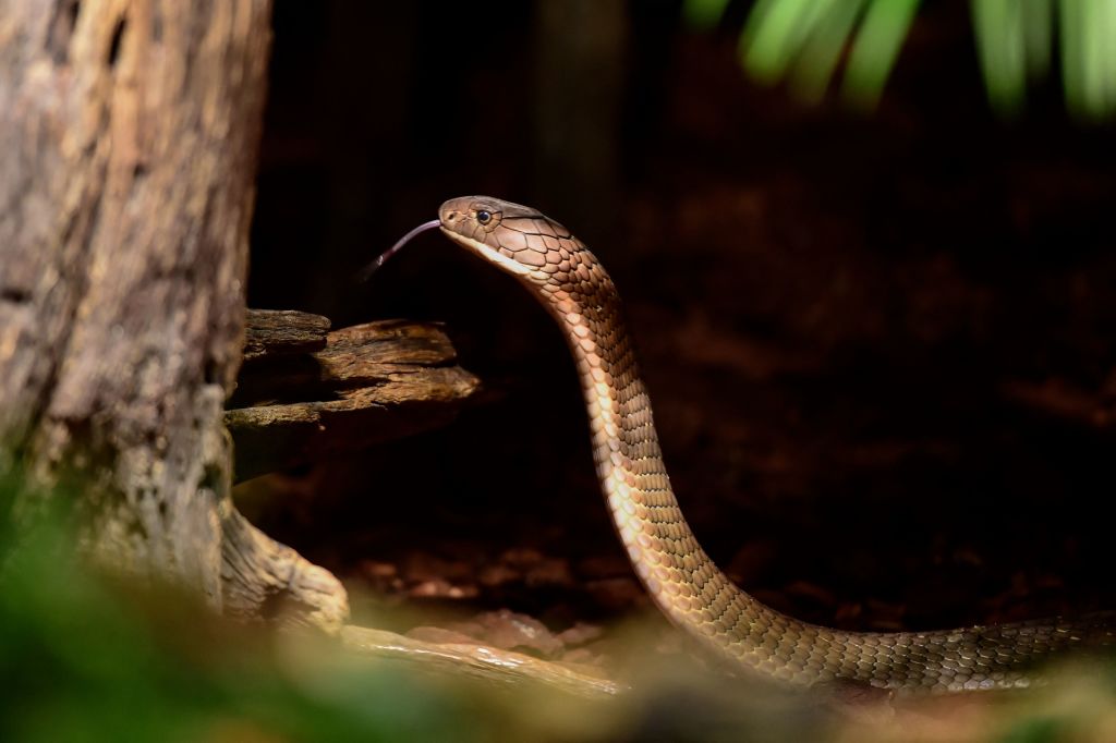 Toxic Cobra Killed After Being Bitten By 8-12 months-Previous Indian Boy