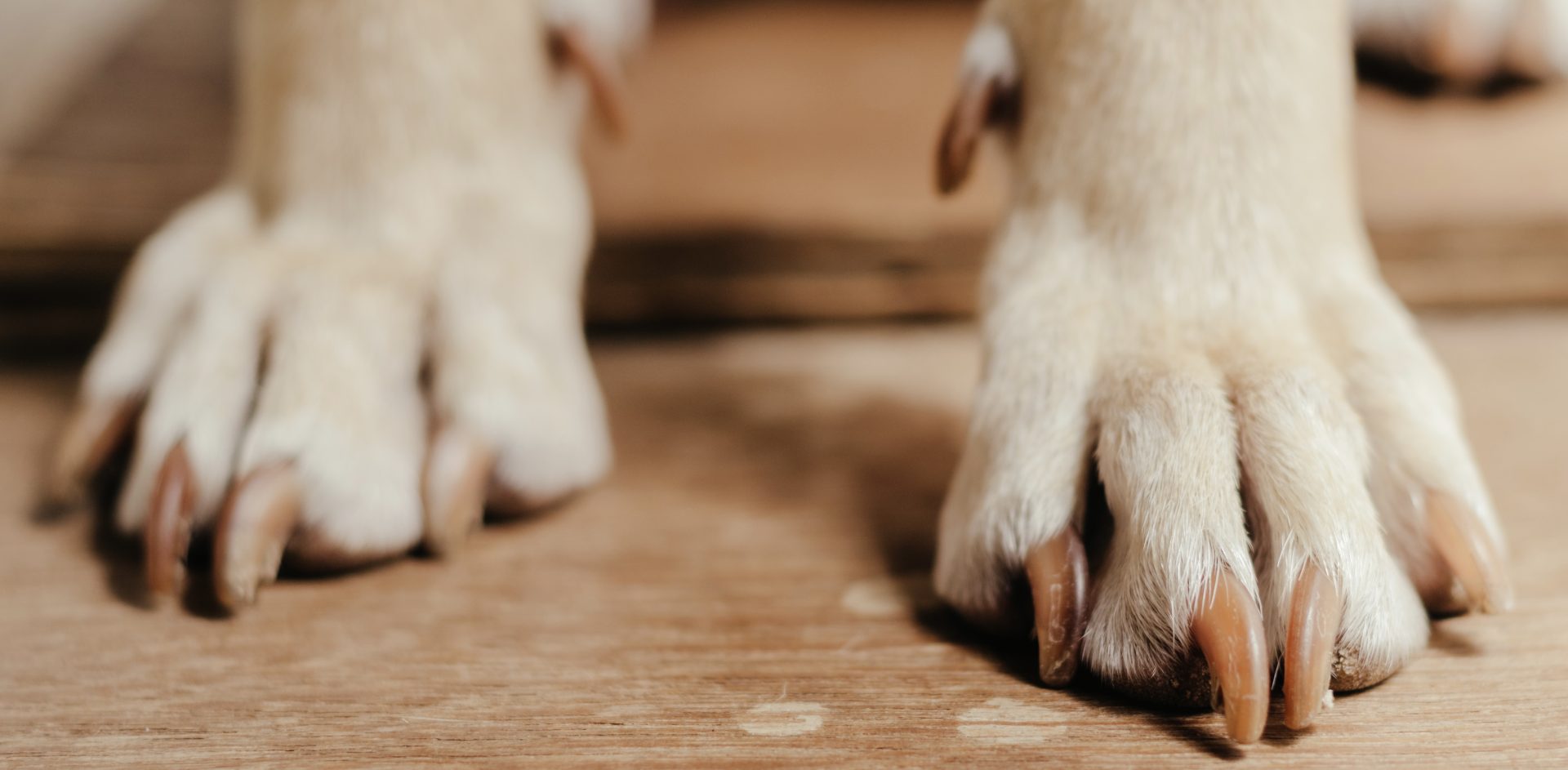Social Media Reacts To TikTok-Well-known ‘Speaking Canine’ Questioning Its Existence