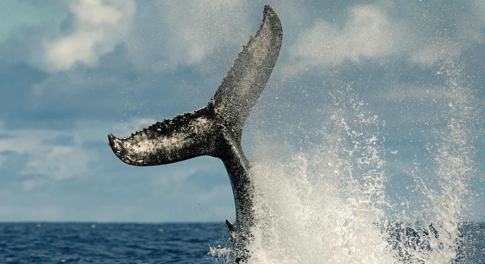 97 Whales Strand Themselves On Aussie Seashore