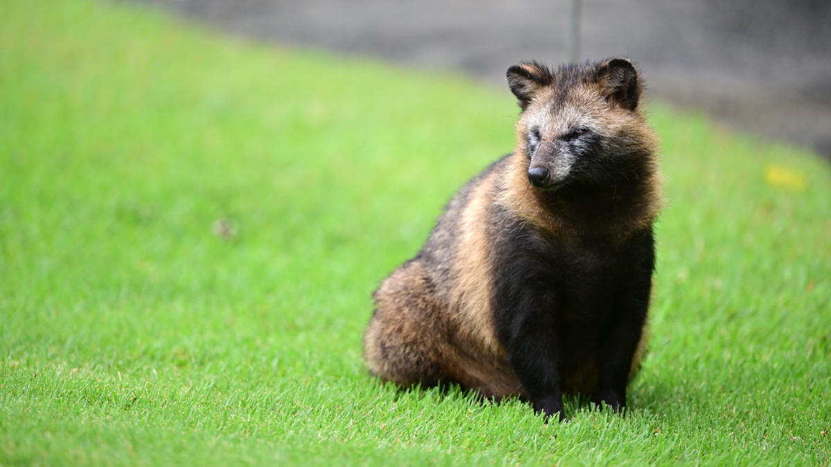 Raccoon canine didn’t begin COVID-19, new research says