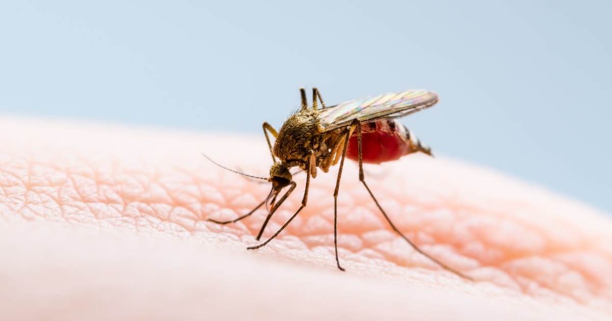 Maryland reviews first domestically acquired malaria case in 40 years