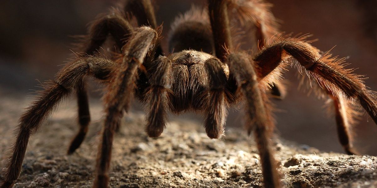 ’Tis the Season for Love-Struck Tarantulas in Southern California