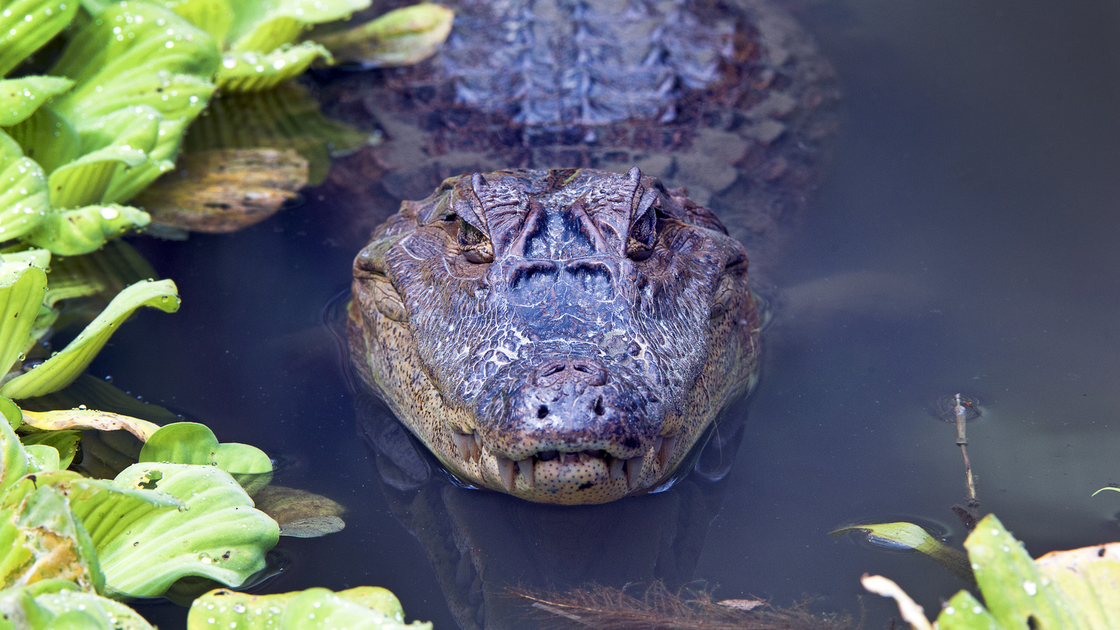 Most Harmful Gator And Crocodile-Infested Waters In The US
