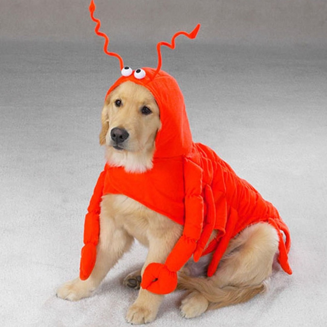 It’s By no means Too Early To Assume About Canine Halloween Costumes