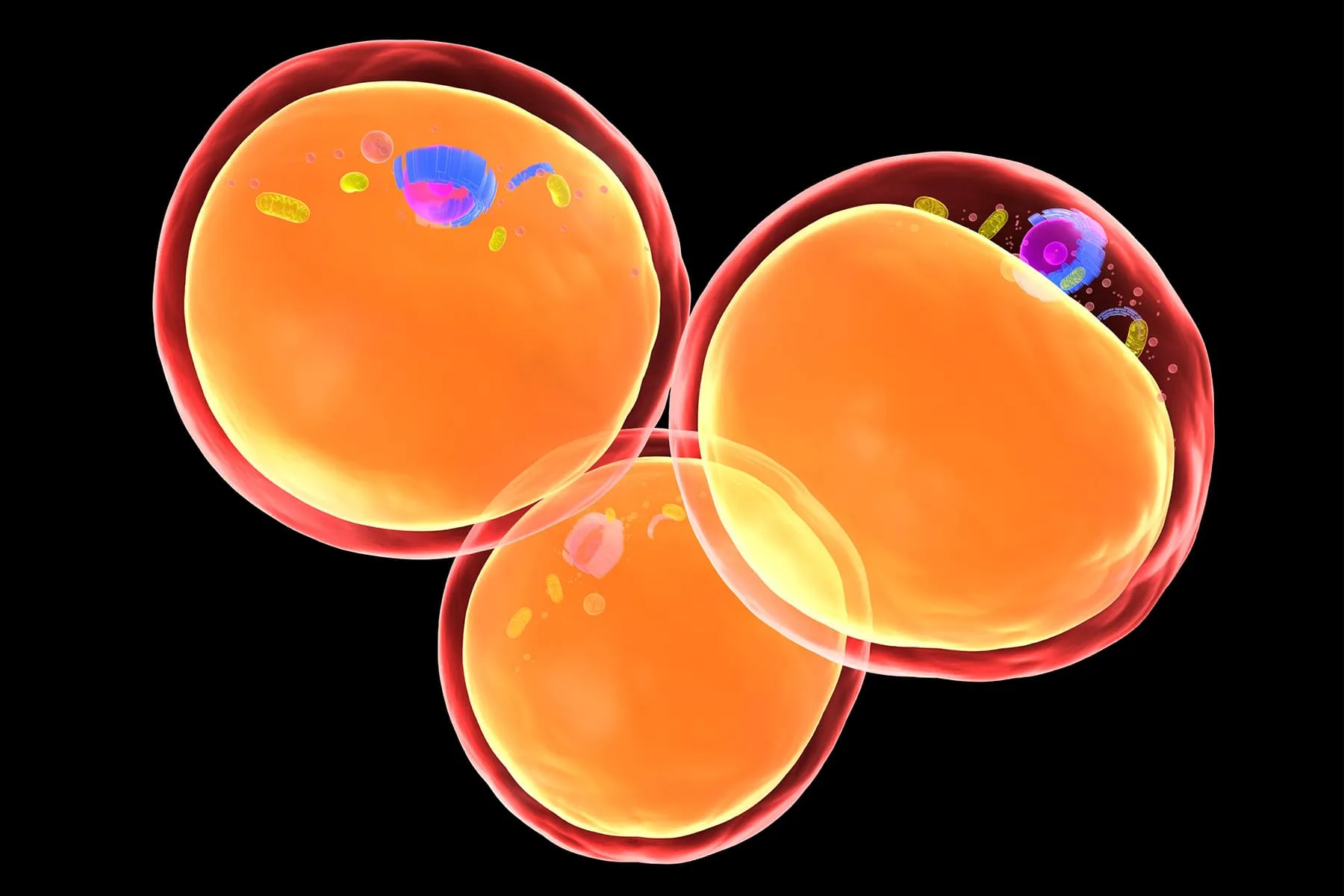 Scientists Discover the ‘On’ Change for Vitality-Burning Brown Fats