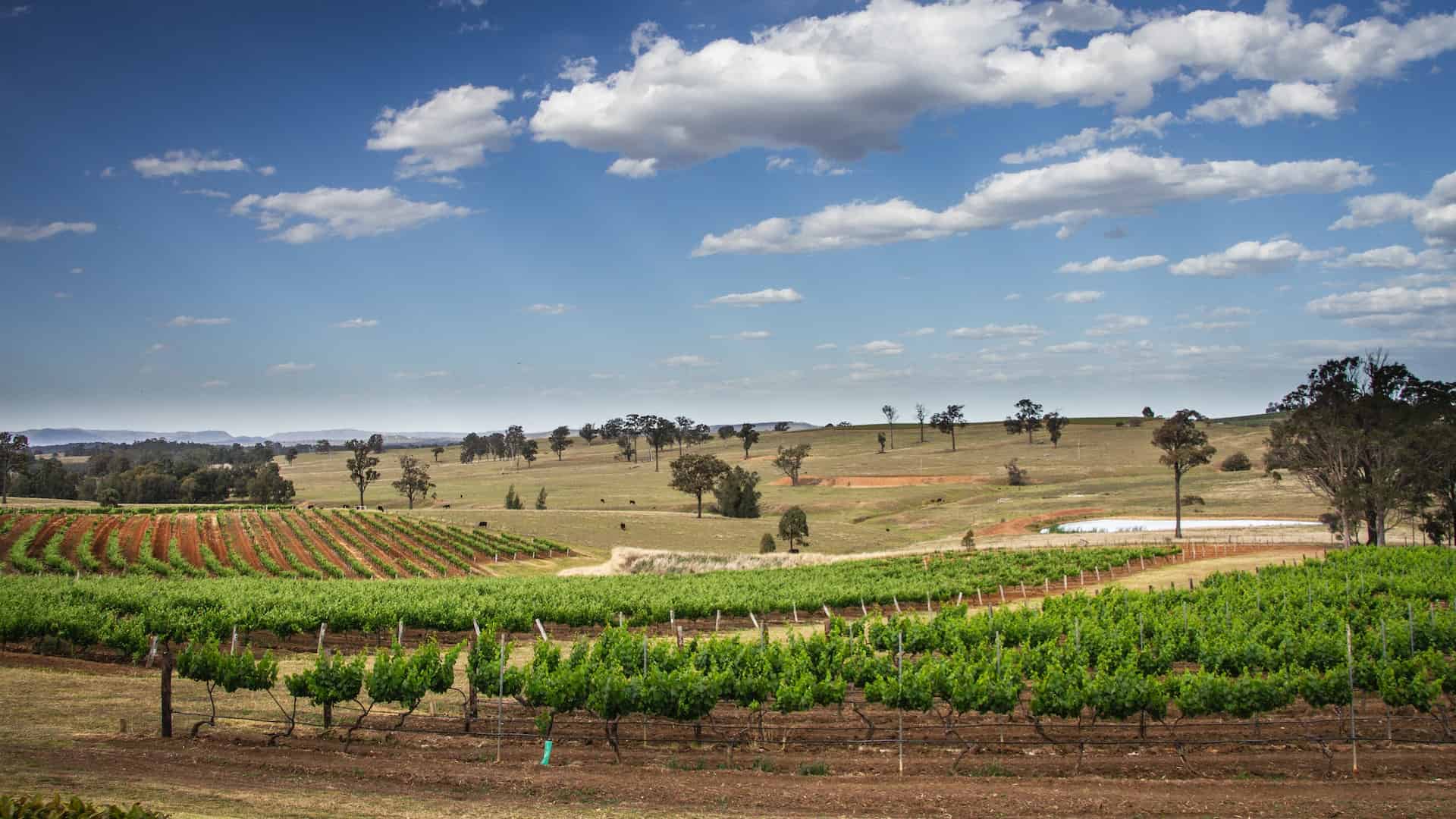Down Beneath and Uncorked: Exploring Australia’s Wine and Journey Treasures