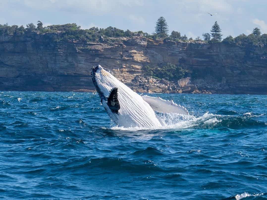 Finest Time Of 12 months to go Whale Watching in Sydney Finest Time Of 12 months to go Whale Watching in Sydney