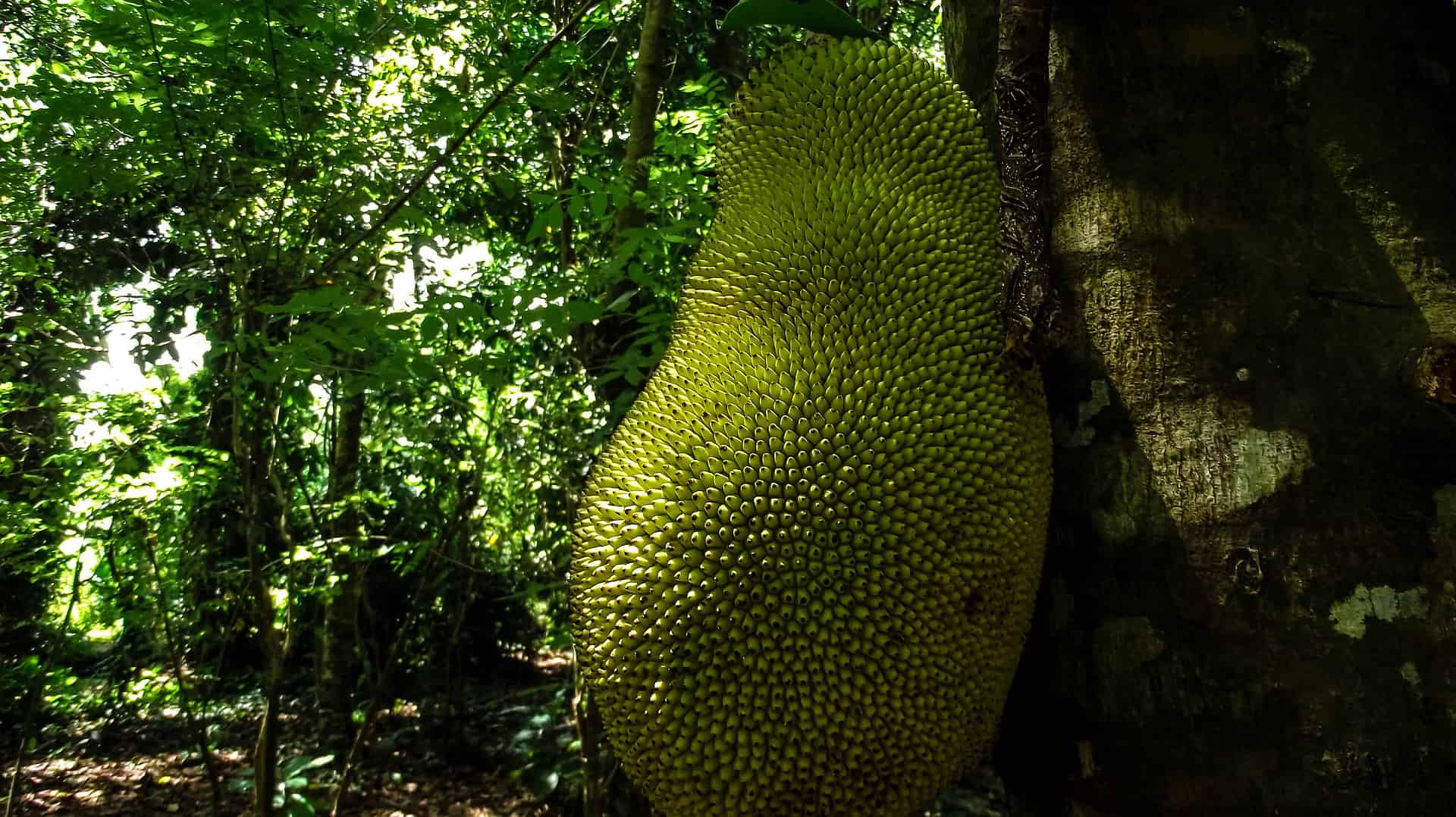 How one can Go to a Spice Farm in Zanzibar, Tanzania