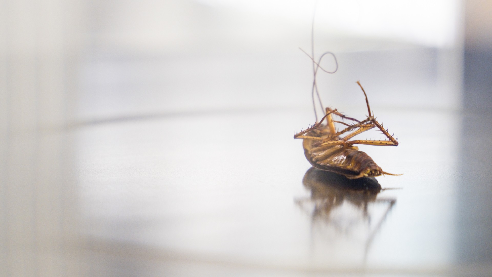 New Examine Reveals Houston Main U.S. In Roach Infestations