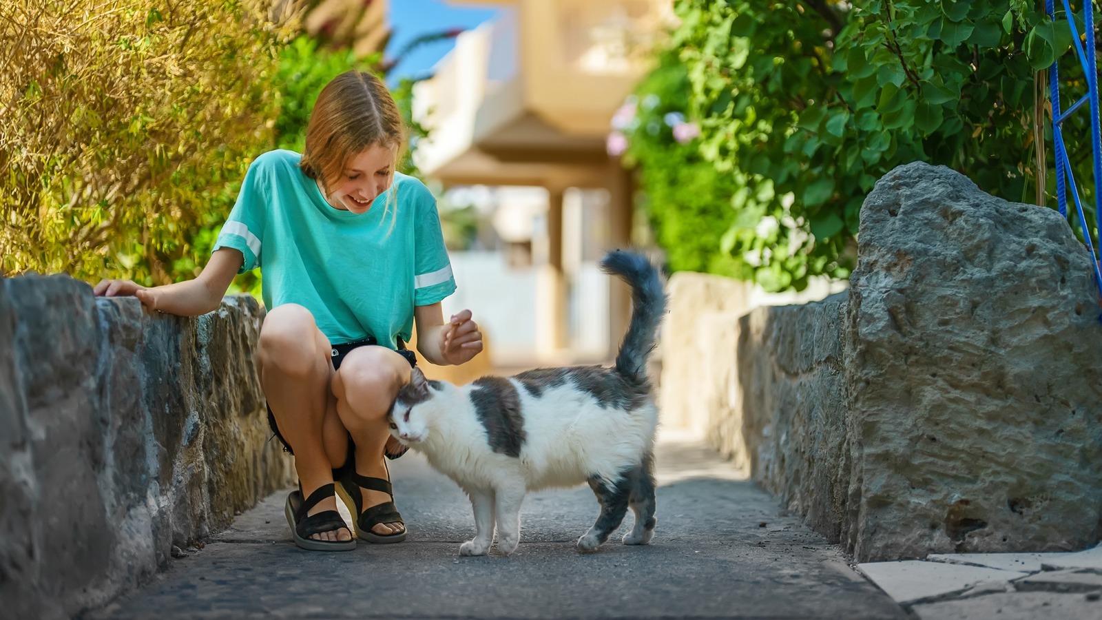 The Attractive Mediterranean Island The place Cat Lovers Will Completely Thrive