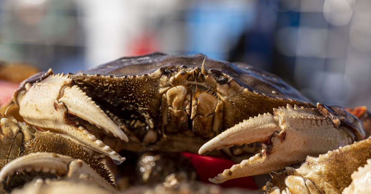 The Bay Space’s Business Dungeness Crab Season Opens January 18