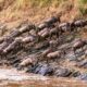 Tanzania vs. Kenya Safari: Which is the Greatest? Tanzania vs. Kenya Safari: Which is the Greatest?