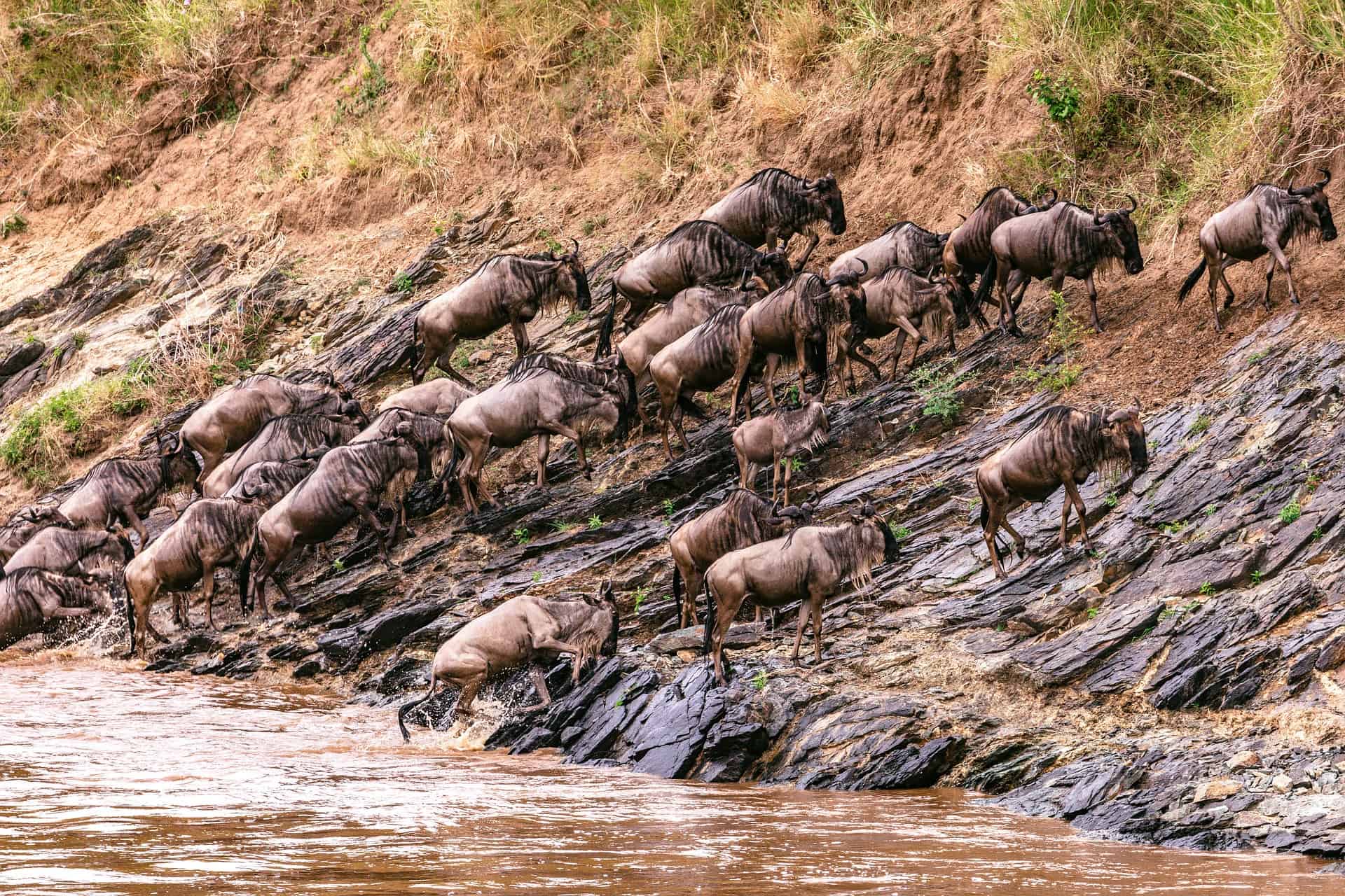 Tanzania vs. Kenya Safari: Which is the Greatest? Tanzania vs. Kenya Safari: Which is the Greatest?
