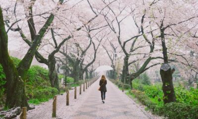 7 of the most effective locations to see cherry blossoms in 2024