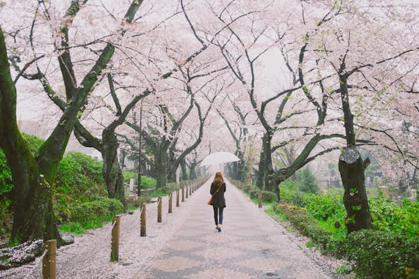 7 of the most effective locations to see cherry blossoms in 2024