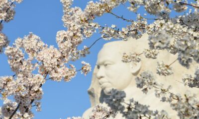 10 greatest spots in US for cherry blossoms in 2024