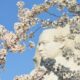 10 greatest spots in US for cherry blossoms in 2024 10 greatest spots in US for cherry blossoms in 2024
