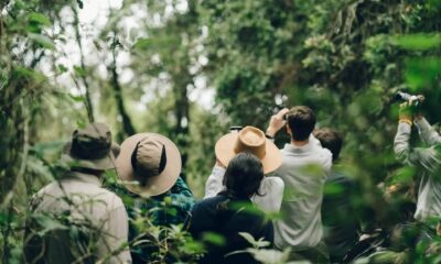 Full Information to Experiencing a Mountain Gorilla-Monitoring Safari in Uganda