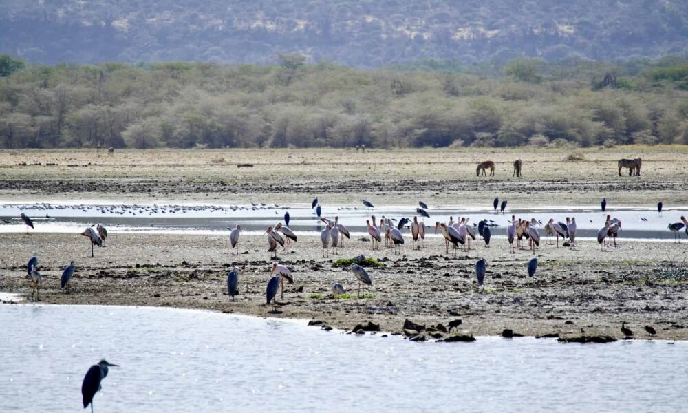Prime 5 Nationwide Parks in Tanzania to Go to