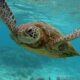 8 Kids and One Grownup Lifeless After Consuming Sea Turtle Meat in Zanzibar