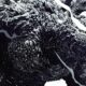 Godzilla Minus One Reveals Spectacular Last Field Workplace Whole Godzilla Minus One Reveals Spectacular Last Field Workplace Whole