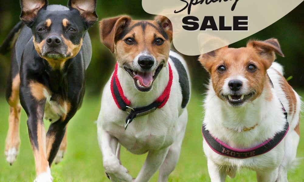 Rejoice Nationwide Pet Day with Amazon’s Large Spring Sale Pet Offers