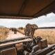 How A lot Does a Uganda Safari Value?