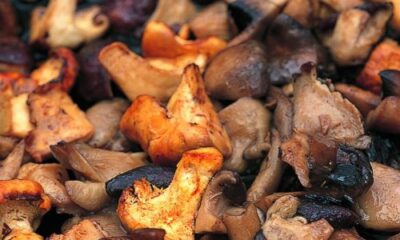 9 Recipes The place Mushrooms Are the Star