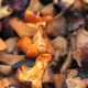9 Recipes The place Mushrooms Are the Star