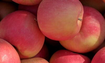Are apples wholesome? Plus listed here are the sweetest apples you should buy.