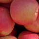 Are apples wholesome? Plus listed here are the sweetest apples you should buy.