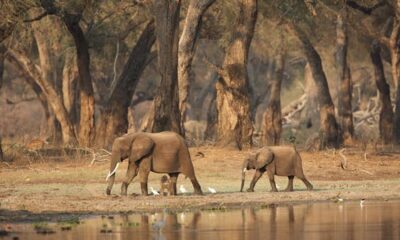 The place to see African elephants within the wild