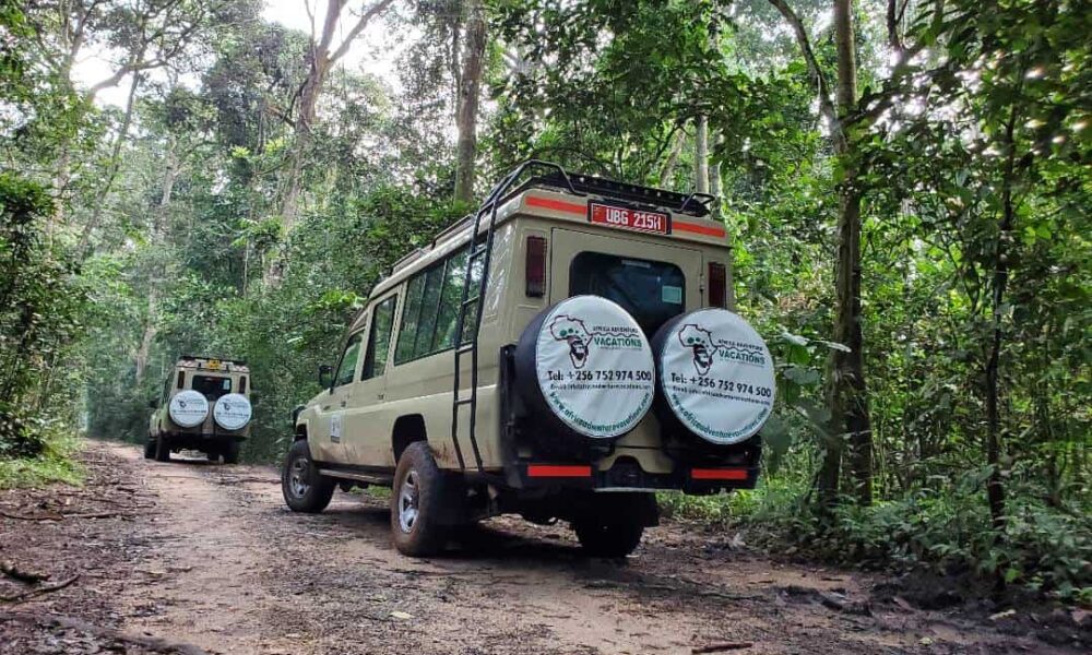 Issues To Do on a Safari in Uganda