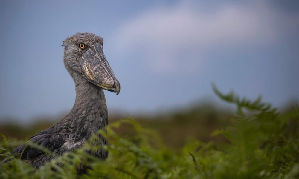 Greatest Locations for Chook Watching in Uganda