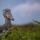 Greatest Locations for Chook Watching in Uganda Greatest Locations for Chook Watching in Uganda