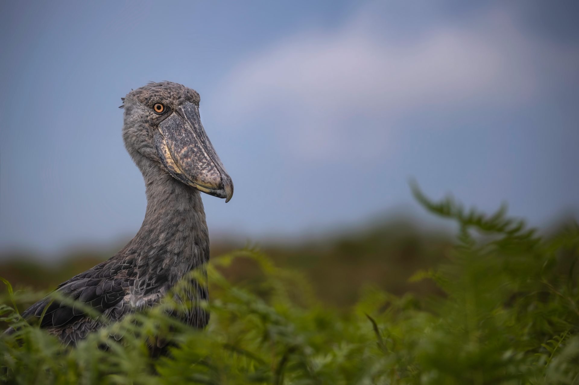 Greatest Locations for Chook Watching in Uganda