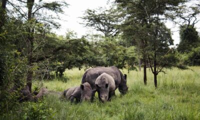Suggestions for Planning a Safari in Uganda