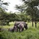Suggestions for Planning a Safari in Uganda