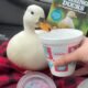 Munchkin, the TikTok Duck Who Beloved Iced Water, Dies After Vet Go to