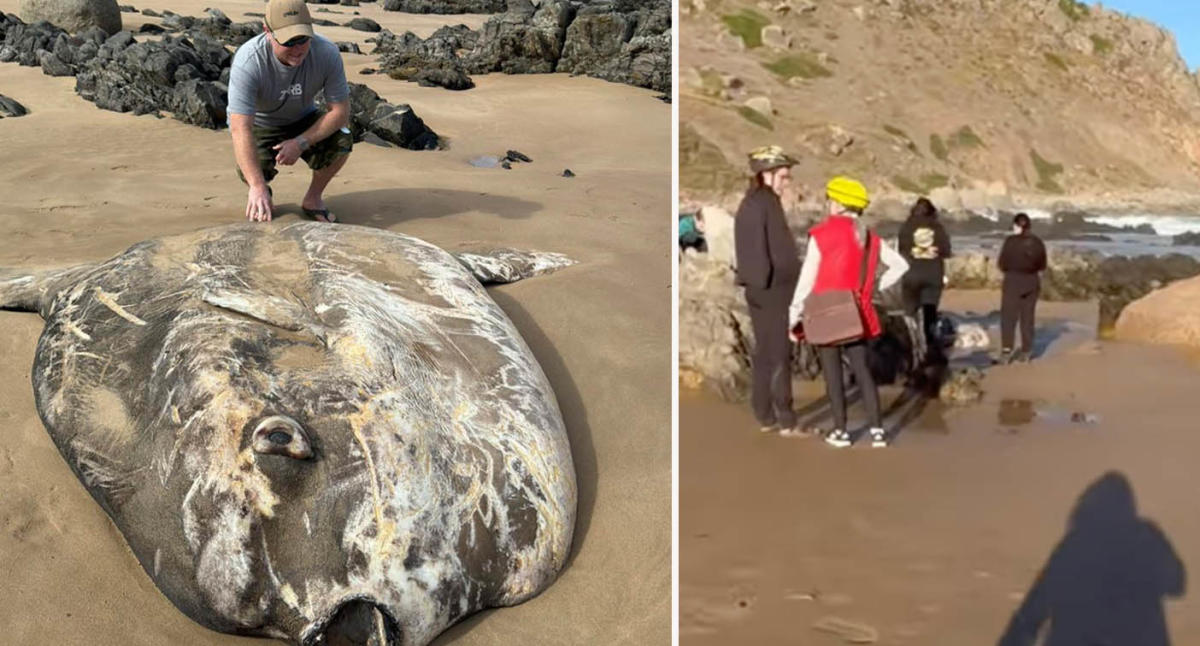 Locals shocked by mysterious discovery on Aussie seashore: ‘Fairly unsual’