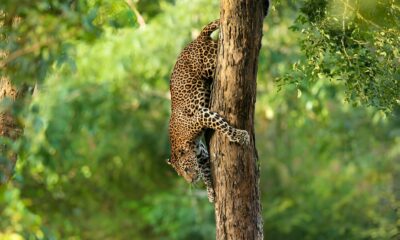 The way to See Leopards in Sri Lanka within the Wild