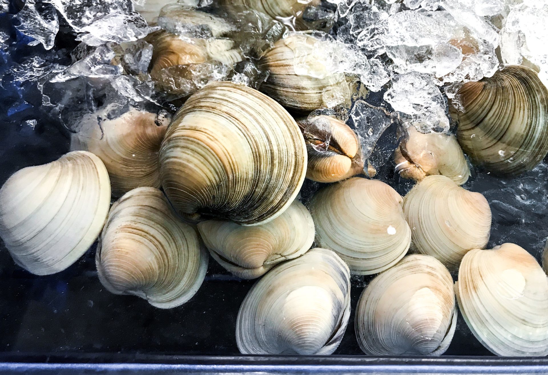 California Mother Fined K After Children Mistook Clams For Seashells California Mother Fined K After Children Mistook Clams For Seashells