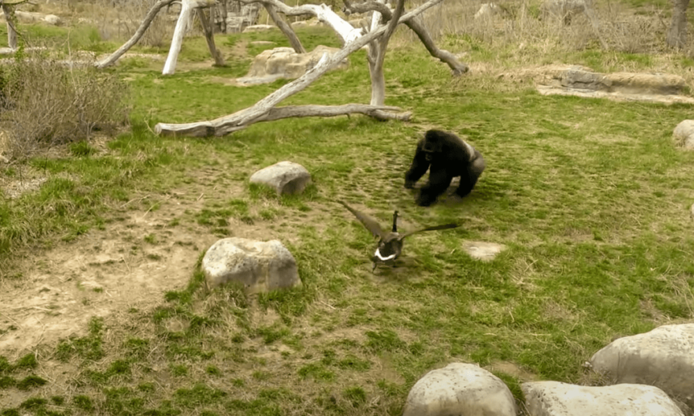 Goose Lands In Kansas Zoo’s Gorilla Exhibit & The Encounter Ends In Surprising Style