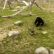 Goose Lands In Kansas Zoo’s Gorilla Exhibit & The Encounter Ends In Surprising Style